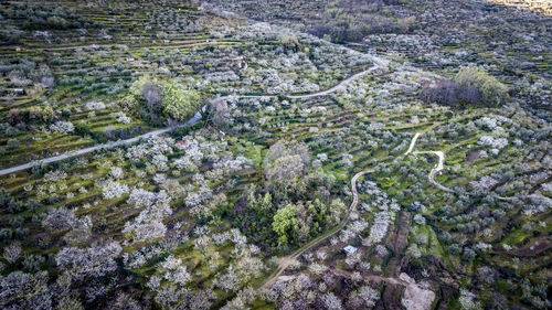 High angle view of trees in city