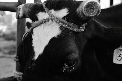 Close-up of roped tied up on cow head