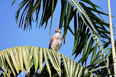 Low angle view of bird perching on palm tree