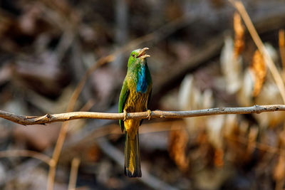 Close-up of bird perching on branch