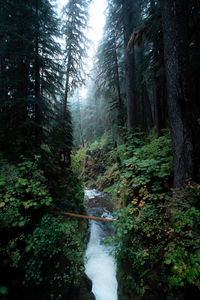 Scenic view of waterfall in forest