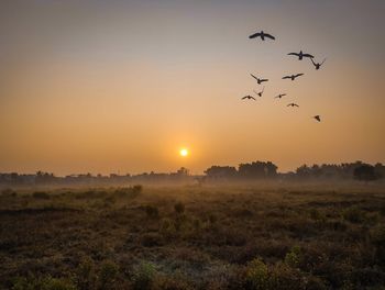 Birds flying over field during sunset