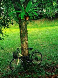 Bicycle leaning on tree trunk in field