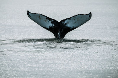 Whale tail fin in sea