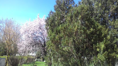 Low angle view of trees against sky