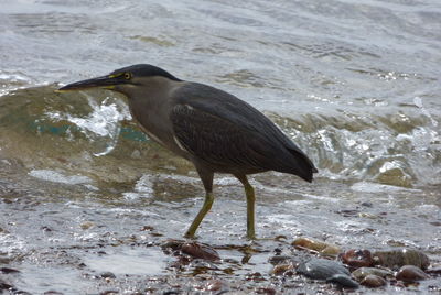 Bird on shore at beach