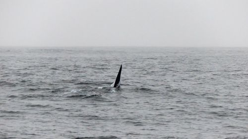 Fish swimming in sea against clear sky