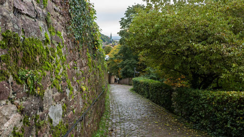 Footpath amidst trees in park