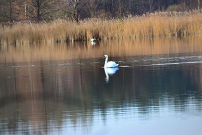 Swan swimming on lake