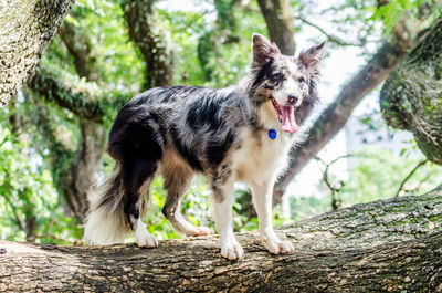 Portrait of a dog on the ground