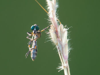 Close-up of insect on plant