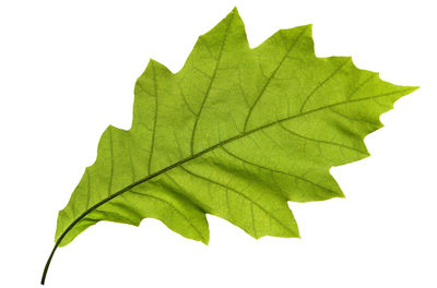 Close-up of maple leaf against white background