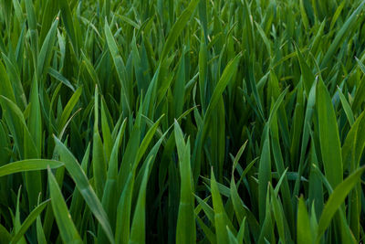 Full frame shot of crops growing on field