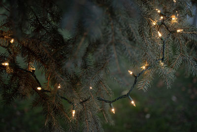 Close-up of illuminated christmas tree lights at night