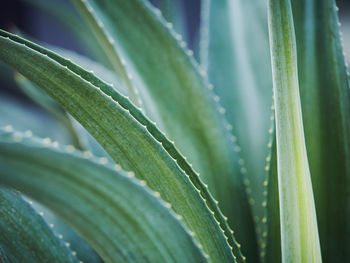 Full frame shot of leaves on plant