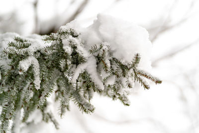 Close-up of snow covered pine tree
