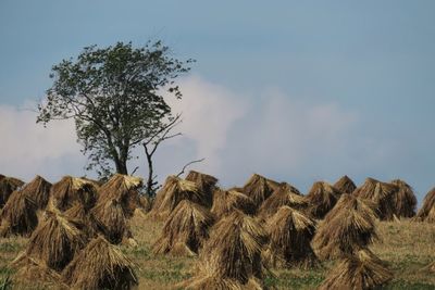 Single tree on field of shocks of grajn against sky