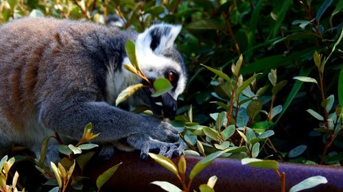 Close-up of a squirrel eating plant
