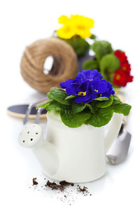 High angle view of white flower on table