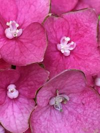 Close-up of pink flower