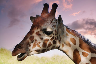 giraffe