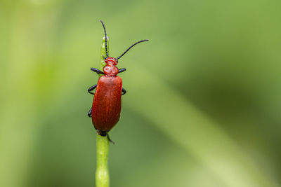 Close-up of insect on leaf