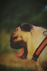 Close-up of dog sticking out tongue