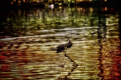 Bird flying over lake