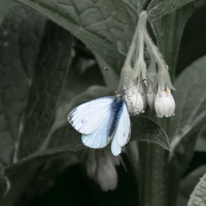 Close-up of butterfly perching on flower