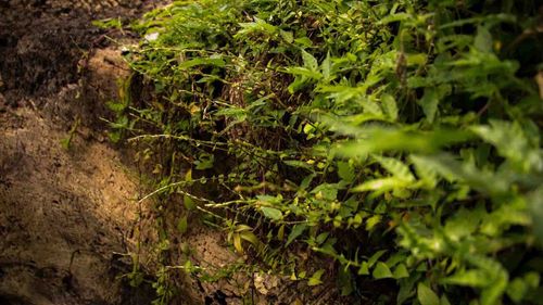 Close-up of plants in water