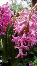 Close-up of pink flowers