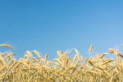 View of wheat field against clear blue sky