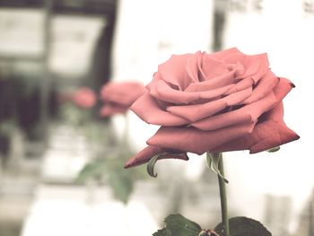 Close-up of rose blooming outdoors