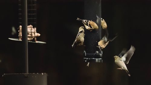 Birds perching on feeder