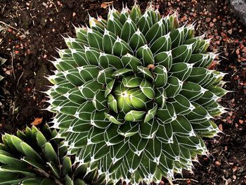 Close-up of succulent plant growing outdoors