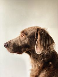 Close-up of a dog over white background