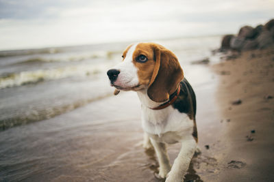 Dog looking away on beach