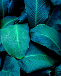 Full frame of green leaves texture background. tropical leaf