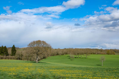 Scenic view of field against sky