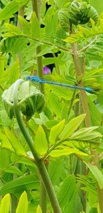 Close-up of insect on plant