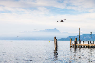 Seagulls flying over sea