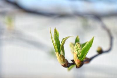 Close-up of plant