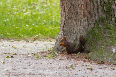 Squirrel on by tree trunk