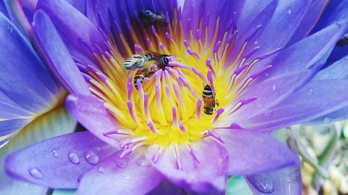 Close-up of insect on purple flower