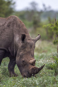 Rhinoceros standing on grass