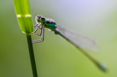 Close-up of damselfly on plant