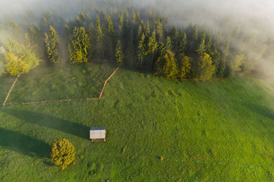 Scenic view of agricultural field