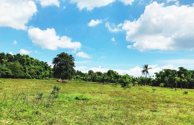 Scenic view of field against sky