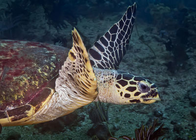 Close-up of fish swimming in sea