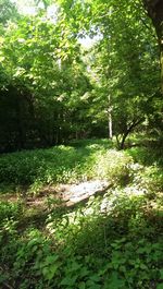 Trees and plants in forest